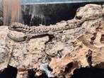 Quedenfeldtia moerens, Dieren en Toebehoren, Hagedis, 0 tot 2 jaar