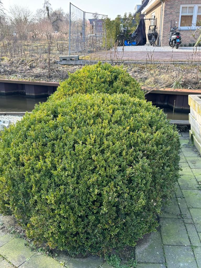 Buxus Struik - Mooie Tuinplant, Tuin en Terras, Planten | Struiken en Hagen, Ophalen, Buxus, Struik, 100 tot 250 cm