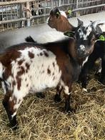 Mooie dwergbok te huur, Dieren en Toebehoren, Schapen, Geiten en Varkens, Mannelijk, Geit