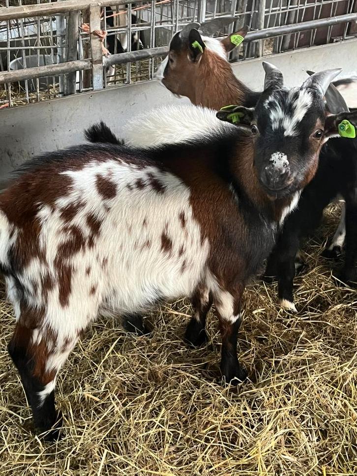 Mooie dwergbok te huur, Dieren en Toebehoren, Schapen, Geiten en Varkens, Geit, Mannelijk