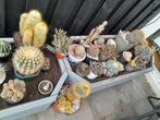 Cactussen, Tuin en Terras, Planten | Bomen, Ophalen, Volle zon, Overige soorten