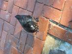 Kwakers klein jonge en wat oudere zwart met wit en bruin met, Dieren en Toebehoren, Meerdere dieren, Kip