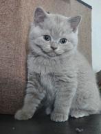 Britse korthaar kittens, Dieren en Toebehoren, Katten en Kittens | Raskatten | Korthaar, Meerdere dieren, Ontwormd, 0 tot 2 jaar