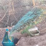 Pauwen te koop, Dieren en Toebehoren, Pluimvee, Meerdere dieren, Overige soorten