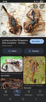 GEZOCHT lychas scutilus man, Dieren en Toebehoren, Insecten en Spinnen, Overige soorten