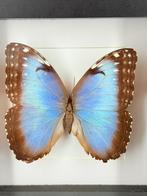 Morpho Vlinder in Lijst - Wildernis Atelier, Ophalen of Verzenden, Nieuw, Opgezet dier