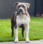 Ervaren American stafford dekreu open for stud, Dieren en Toebehoren, Rabiës (hondsdolheid), Reu, 1 tot 2 jaar, Eén hond