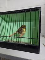 Glosters., Mannelijk, Postuurkanarie