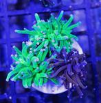 Torch tuintje TOD en 24K, Dieren en Toebehoren, Ophalen of Verzenden, Zo goed als nieuw, Gevuld zeewateraquarium