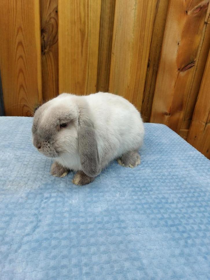 Te koop mooi compact nhd marter rammetje!, Dieren en Toebehoren, Konijnen, Dwerg, Mannelijk, 0 tot 2 jaar, Hangoor