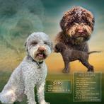 Lagotto Romagnolo pups, Overige rassen, 8 tot 15 weken, Meerdere, Meerdere dieren