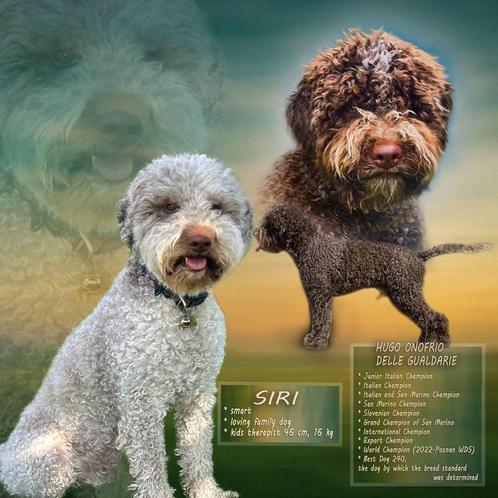 Lagotto Romagnolo pups, Dieren en Toebehoren, Honden | Retrievers, Spaniëls en Waterhonden, Meerdere dieren, Overige rassen, Particulier