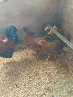 Broedeieren welsumer groot, Dieren en Toebehoren, Pluimvee, Geslacht onbekend, Kip