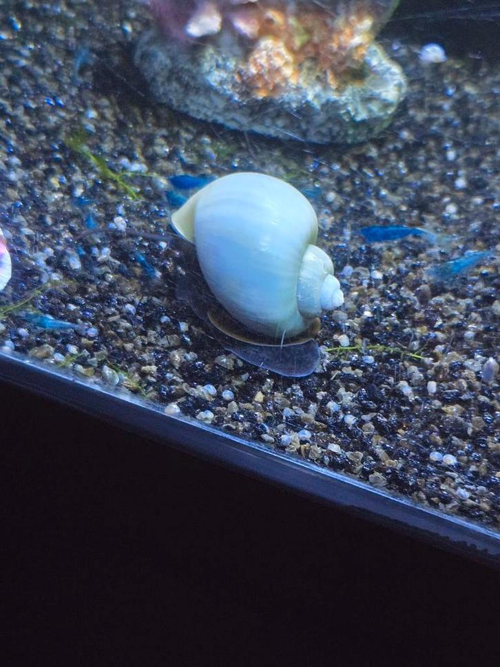 Jonge appelslakken, Dieren en Toebehoren, Vissen | Aquariumvissen, Slak of Weekdier