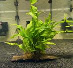 Javavaren op driftwood, Ophalen of Verzenden, Nieuw, Plant(en), Steen of Hout