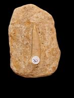 Enchodus libycus tand ( reuzenzalm tand ) 9,5 cm., Ophalen of Verzenden, Fossiel