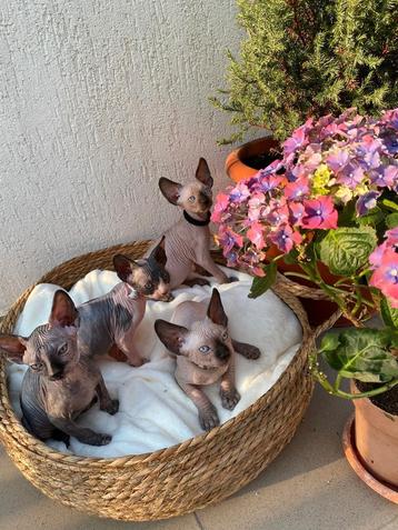 Sphynx Kittens beschikbaar voor biedingen