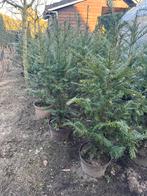 Taxus planten in pot, Tuin en Terras, Steen, Gebruikt, Ophalen of Verzenden, Tuin