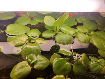 Kikkerbeet, mooie volle drijfplanten beschikbaar voor biedingen