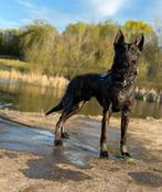 Mechelse X Hollandse herder pups zeer interessante bloedlijn, Dieren en Toebehoren, Honden | Herdershonden en Veedrijvers, Meerdere