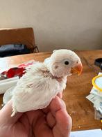 Te koop agapornis fischerie baby’s, Meerdere dieren, Dwergpapegaai of Agapornis, Geringd