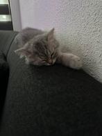 Volle Brits korthaar kittens  €550, Dieren en Toebehoren, Katten en Kittens | Raskatten | Korthaar, Poes, Ontwormd, 0 tot 2 jaar