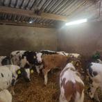 30 kruisling stiertjes, Dieren en Toebehoren, Vrouwelijk