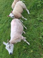 Luxe (fok)Schaap met (fok)ooilam, Dieren en Toebehoren, Schapen, Geiten en Varkens, Vrouwelijk, Schaap