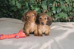 Langhaar Kaninchen Teckel pups, Kaninchen, Parvo, Nederland, Reu
