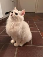 British Longhair  Persian kitten – 4 maanden, Poes