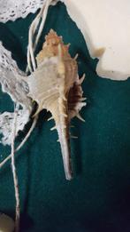 decoratie rieten vlinder met zeepjes, Ophalen of Verzenden, 'T Olde Gre-j, Info@toldegrej.nl, Endepoelstraat 20f Didam