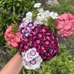 Dianthus mix - Duizendschoon, Tuin en Terras, Bloembollen en Zaden, Voorjaar, Verzenden, Volle zon