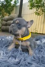 prachtige jongen Franse Bulldog puppy, Dieren en Toebehoren, Honden | Bulldogs, Pinschers en Molossers, Particulier, Bulldog, 8 tot 15 weken