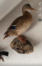 Opgezette eend, Verzamelen, Dierenverzamelingen, Ophalen of Verzenden, Zo goed als nieuw, Vogel, Opgezet dier