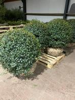 Osmanthus burkwoodii schijnhulst bolvormen tot 150 cm., Ophalen, Overige soorten, Struik, Minder dan 100 cm