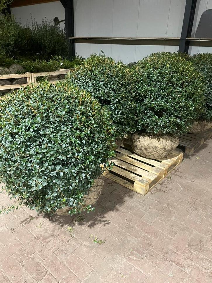 Osmanthus burkwoodii schijnhulst bolvormen tot 150 cm., Tuin en Terras, Planten | Struiken en Hagen, Struik, Overige soorten, Minder dan 100 cm