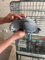 Grijze roodstaart van 17 weken tekoop met kooi!, Dieren en Toebehoren, Vogels | Parkieten en Papegaaien, Geslacht onbekend, Papegaai