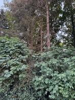 Naaldhout bomen worden gekapt, Tuin en Terras, Haardhout, Ophalen, Overige houtsoorten