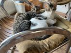 Ozzy en stefan 6mnd bij gastgezin adam, Dieren en Toebehoren, Katten en Kittens | Overige Katten, Kater