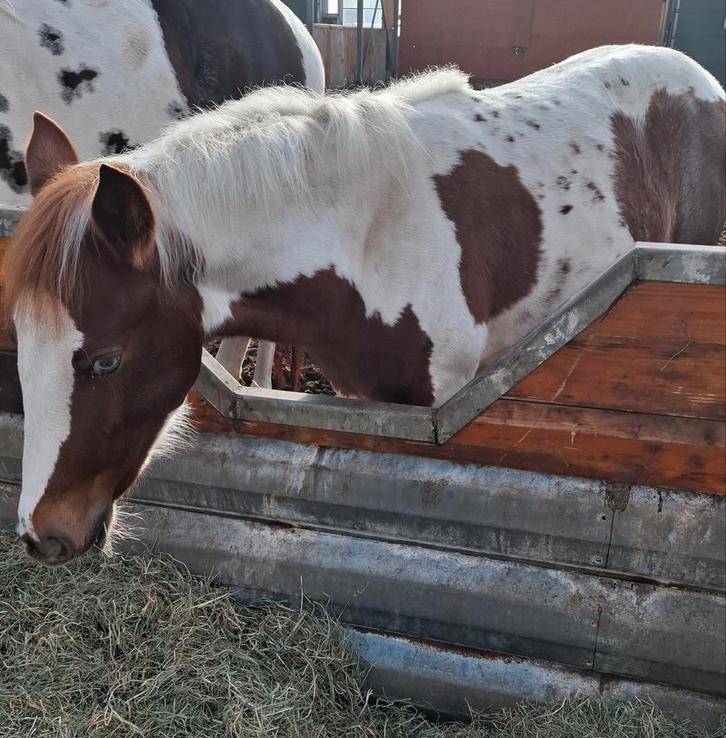 Baasje gezocht, Dieren en Toebehoren, Paarden en Pony's | Dekhengsten en Fokmerries, Merrie