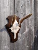 Edelhert spitser gewei in de bast, schedel met bastgewei, Ophalen of Verzenden, Zo goed als nieuw, Schedel