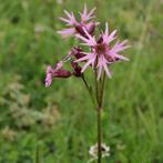zaden van Lychnis flos cuculi of echte koekoeksbloem, Ophalen of Verzenden, Voorjaar, Volle zon, Zaad