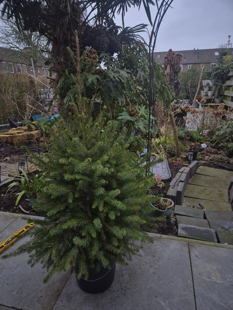 Kerstboom Conifeer - Klaar om in de tuin te planten!, Tuin en Terras, Planten | Bomen, Bloeit niet, Overige soorten, 100 tot 250 cm