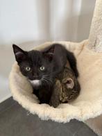 Europees korthaar, Meerdere dieren, 0 tot 2 jaar