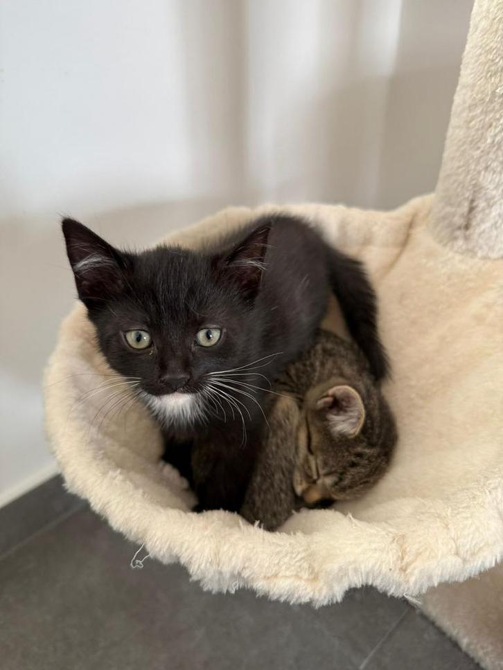 Europees korthaar, Dieren en Toebehoren, Katten en Kittens | Raskatten | Korthaar, Meerdere dieren, 0 tot 2 jaar