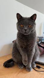 Playful British Shorthair Cats – Ready for a Loving Home, Dieren en Toebehoren, Katten en Kittens | Raskatten | Korthaar