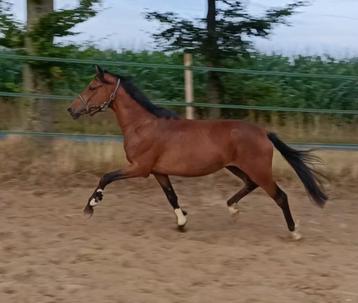3.5 jarige New Forest ruin beschikbaar voor biedingen