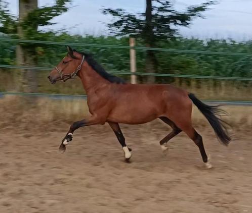 3.5 jarige New Forest ruin, Dieren en Toebehoren, Pony's, Meerdere dieren, Zadelmak, D pony (1.37m tot 1.48m), Dressuurpony, 3 tot 6 jaar