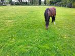 Te koop zeer mooie pony, Dieren en Toebehoren, Pony's, Ruin, Recreatiepony