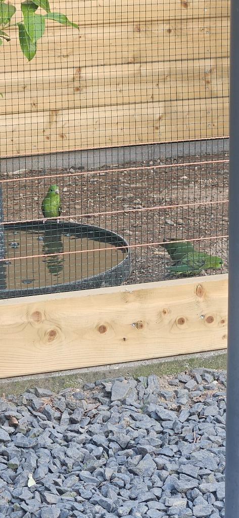 ruilen ! 2 koppels catharina parkieten, Dieren en Toebehoren, Vogels | Overige Vogels, Tropenvogel, Meerdere dieren